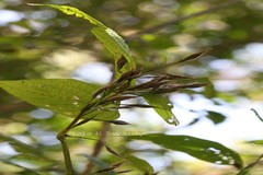 Strobilanthes tristis